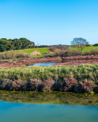 Fototapeta na wymiar Paysage d'une saline avec des salicornes autour d'un étang, avec de la végétation, une prairie verte et des arbres à l'arrière plan par une journée ensoleillée avec un ciel bleu uniforme