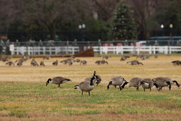 Canadian Geese in Washington