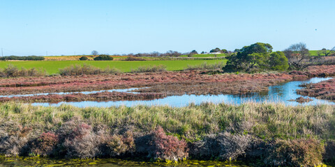 Paysage d'une saline avec des salicornes autour d'un étang, avec de la végétation, une prairie verte et des arbres à l'arrière plan par une journée ensoleillée avec un ciel bleu uniforme