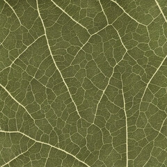 Obraz premium High-Resolution Image of Leaf Texture Background Showcasing the Natural and Vibrant Characteristics of Leaves, Perfect for Adding a Distinctive and Organic Element to any Design Project