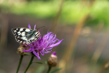 Demi deuil sur centaurée Scabieuse en été  dans le Vercors