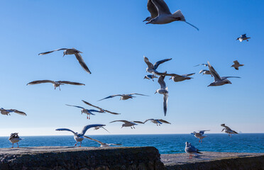 Seagulls against the blue sky