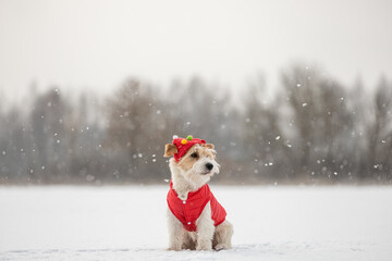 A dog in a red festive cap and jacket sits on the snow. Jack Russell Terrier in winter in snowfall. Christmas concept