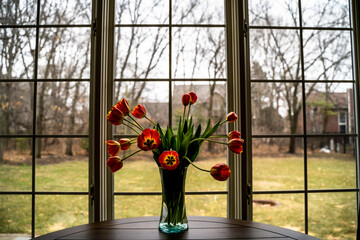 Red Tulips Looking for Sunlight on Table by Window