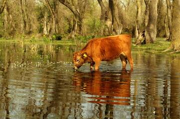 a cow in the lake