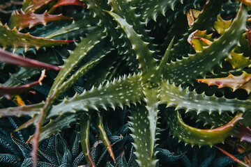 a type of captus of the botanical garden