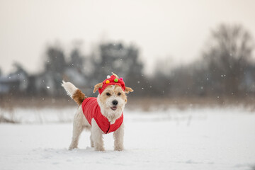 A dog in a red festive cap and jacket stands in the snow. Jack Russell Terrier in winter in...