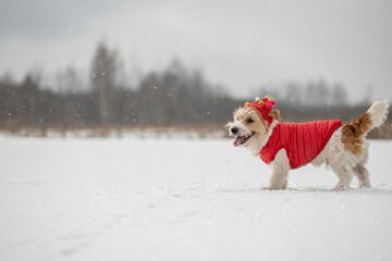 A dog in a red festive cap and jacket stands in the snow. Jack Russell Terrier in winter in snowfall on a background of trees. Christmas concept