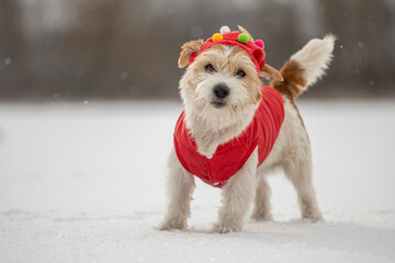A dog in a red festive cap and jacket stands in the snow. Jack Russell Terrier in winter in...