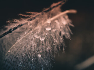 Close-up of a feather