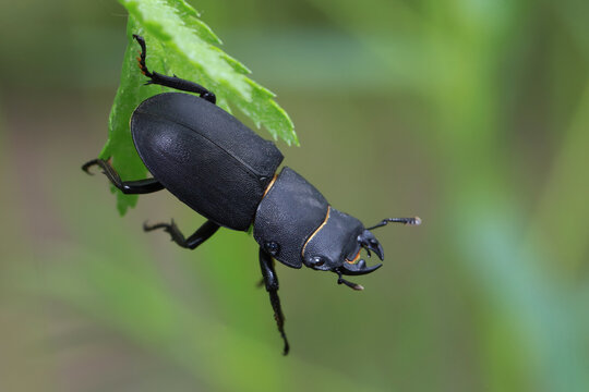 Dorcus parallelipipedus, the lesser stag beetle, is a species of stag beetle. 
The body color is monochrome, black. 
