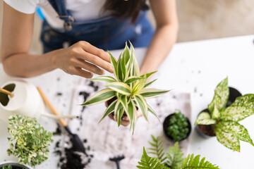 Hobby plant in spring, asian young woman hand holding pot, transplanting flowerpot, houseplant with dirt soil on table at home, taking care gardening in garden farm, green tropical, beauty and nature.