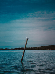 Photographed this bird on the pole by pure chance.