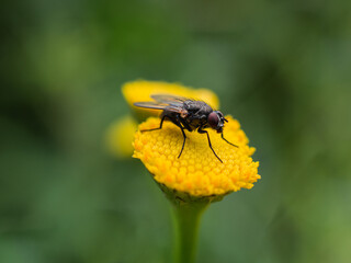 Common housefly on a flower resting.