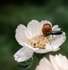 Two insects acting like drinkingbuddies