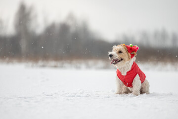 A dog in a red festive cap and jacket sits on the snow. Jack Russell Terrier in winter in snowfall. Christmas concept