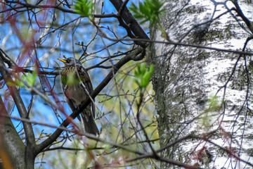 Songbird thrush in spring on a birch tree against a background of blue sky and the first greenery. Bird Day
