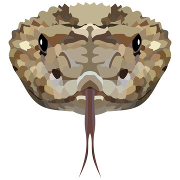 Head of a rattlesnake. The portrait of a poisonous snake is depicted on a white background. Vector graphics.