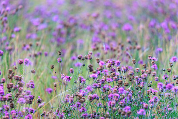 Fototapeta premium A field full of blue thistles