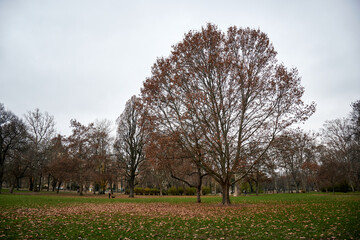 Scenic view of a park with leafless trees seen during the winter