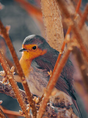Rouge-gorge en gros plan dans un petit arbuste - petit oiseau des jardins en hiver