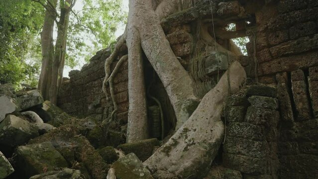 Ta Prohm Temple Bayon Style in Angkor Archeological Park - Tree Roots Over Stones, Probing Walls and Terraces Apart