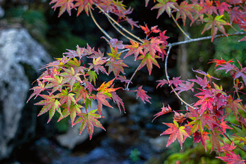 Beautiful autumn scene at Toyko, Japan	