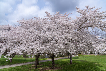 Cherry blossom. Lots of trees with white flowers. Green grass. path in the park and blue sky.
