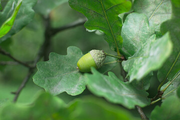 acorn close up on a branch in the fores