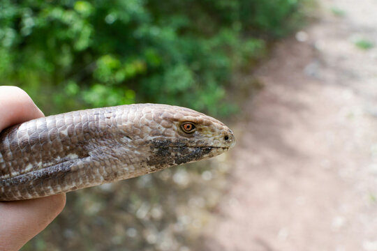 European legless lizard, Pseudopus apodus apodus, Sheltopusik. It's a non venomous reptile looks like a snake. Armenia