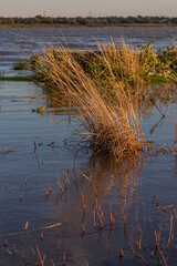 cattails and reeds grow near the water