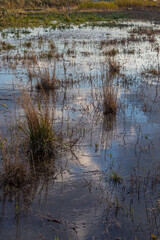 grass in water flooded