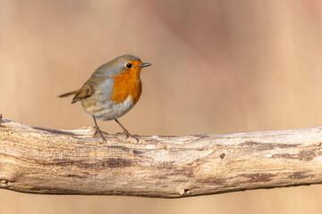 European Robin (Erithacus rubecula) perched on a branch in the forest in winters.