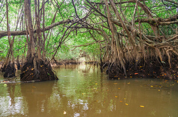 Banyan Tree and Mangrove forest in Sang Nae Canal Phang Nga, Thailand