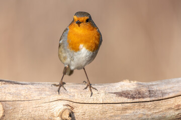 European Robin (Erithacus rubecula) perched on a branch in the forest in winters.