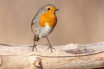 European Robin (Erithacus rubecula) perched on a branch in the forest in winters.