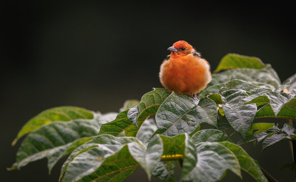 Flame Colored Tanager In Costa Rica 