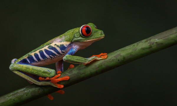 Red-eyed tree frog in Costa Rica © Harry Collins