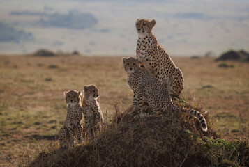 Cheetah family in Africa 