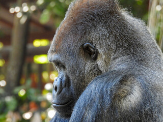 A large captive male silver back gorilla © Lisa