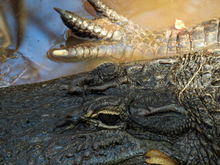 Alligator sunning itself in the Okefenokee Swamp