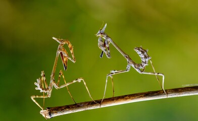 Empusa pennata a duello.