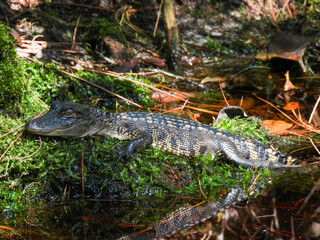 Alligator sunning itself in the Okefenokee Swamp