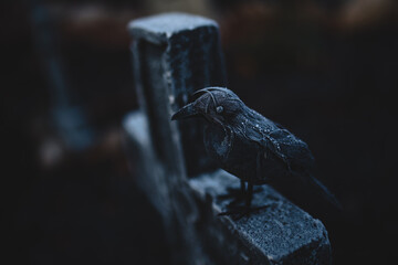 frosty crow on a tombstone