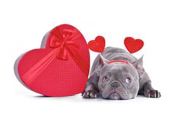 French Bulldog dog wearing heart shaped Valentine's day headband with gift box on white background