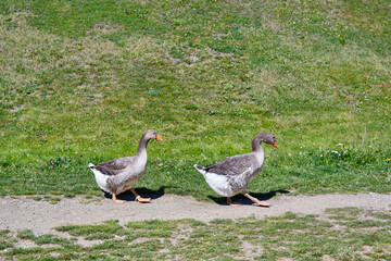 Geese wandering around the resort of Tignes (Savoy, France)
