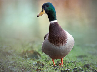 The male Mallard duck  with a glossy green head standing on the green grass  with blurred colourful background