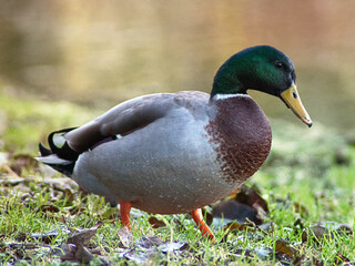 Close-up of a wild male Mallard (Anas platyrhynchos, dabbling duck) or drake with orange legs walking near the pond in Ireland, Europe in autumn during daytime. 