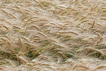 Barley Fields of Gold and Green