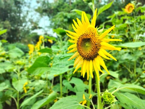 fresh sunflowers in the flower garden